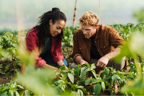 We need an Assistant Farm Manager